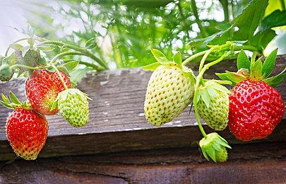 在全新的肉鸽自走棋战术RPG《外星入侵：自走棋》中消灭外星人并组建你的队伍